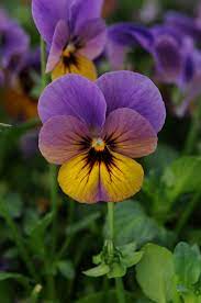 Perennial Solutions Viola Cornuta Celestial Series Greenhouse Product News Pansies Flowers Pansies Perennials