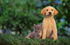 With this in mind, here are the best credit cards to use for pet expenses to ensure at least a 2% return: 5 Credit Cards For Animal Lovers Credit Com