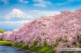 Untuk pengetahuan kamu, tak semua tempat di malaysia mempunyai musim sakura ini. Memburu Sakura Di Jepun 2020 Cakap Jepun