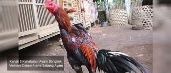 Bagi anda para juragan yang sudah berpengalaman dalam mengenal ayam aduan, ayam saigon tentunya. Kenali 5 Kehebatan Ayam Bangkok Vietnam Dalam Arena Sabung Ayam Berita Jadwal Sabung Ayam Online S1288 Sv388 Sm558