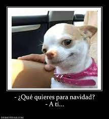 Que Quieres Para Navidad A Ti Funny Dog Memes Funny Animal Pictures Cute Funny Animals