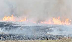 Maybe you would like to learn more about one of these? Burn Planned For Ozark National Forest