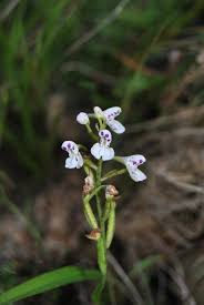 Image result for Disa saxicola