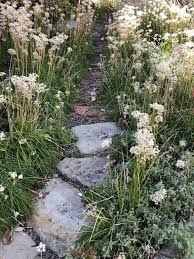 Growing, planting and caring for aquilegia plants. Pin On Virginia Native Plants