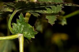 Image result for Cineraria deltoidea