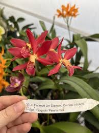 Image result for Actinanthella