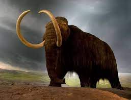 10 من الحيوانات المنقرضة حديثا بالصور سحر الكون in 2021 extinct animals mammoth wooly mammoth