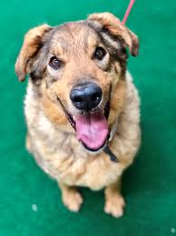 Big bear animal shelter, devore animal shelter, and licensing will be closed on july 4th. Shelter Services Town Of Apple Valley