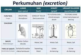 Excretion in human kidney / perkumuhan manusia ginjal. Perkumuhan Mindasains