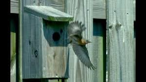 Cut one piece of 1×8 to 6″ x 6 1/4″ (e), cut one piece to 6″ x 7″ (d) for the roof. 13 Free Birdhouse Plans Easy Pdf Video Instructions Bird Watching Hq