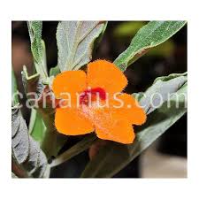 Image result for Pterodiscus aurantiacus