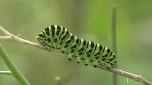 I recently raised 3 black swallowtail caterpillars. 4k Beautiful Timelapse Metamorphosis Papilio Stock Footage Video 100 Royalty Free 25743917 Shutterstock