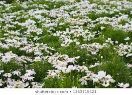 White Cosmos Flower Field Close Up On Green Leaves Background Flower Field White Cosmo Green Leaf Background