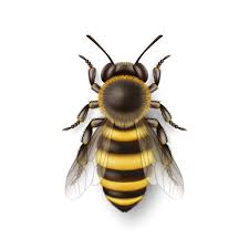 Image result for Queen bee
