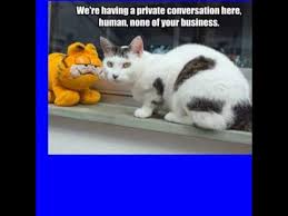 Cats make every day funny jokes for kids,funny jokes for kids,funny kids jokes,very funny jokes for kids,funny pics,funny pics of cats,really funny jokes more than two dozen funny cat memes that include a crazy cat lady starter kit, revenge urination, understanding the cat language, and more. Funny Cat Memes Clean For Kids Meme Wall