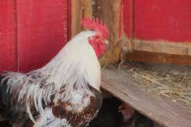 26 Sounds That Chickens Make And What They Mean Flip Flop Ranch