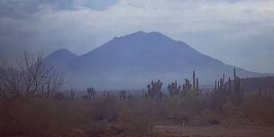 Lone Quail