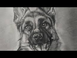 5b and 2b faber castell pencils. Drawing A Dog German Shepherd Realistic Drawing Youtube