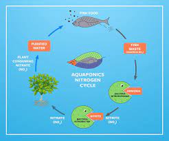 What Is Aquaponics The Complete Guide Melbourne Aquaponics