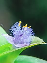 Image result for Cyanotis longifolia