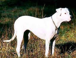 Check spelling or type a new query. Dogo Argentino Wikipedia