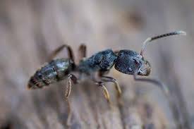 1110 east ave, katy, tx 77493. Pest Control Katy Tx Modern Pest Control