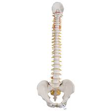 Check spelling or type a new query. Anatomical Teaching Models Plastic Spinal Column Vertebrae Model Flexible Spine Model