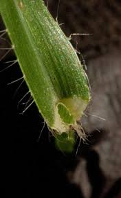 Image result for Dactyloctenium geminatum