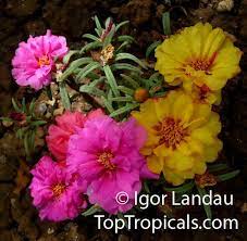 La portulaca o erba porcellana (nome scientifico portulaca oleracea) è una pianta annuale di origine indiana. Piantine Di Portulaca Online Portulaca Etsy I Fiorellini Sono Di Colore Giallo E I Semi Sono Di Colore Nero Racchiusi In Una