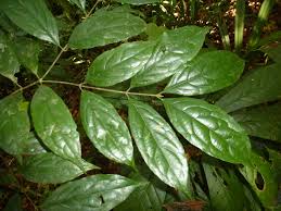 Image result for Cassipourea