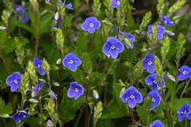 Lodyhy se mohou i větvit. Rozrazil Rezekvitek Veronica Chamaedrys Herbar Houbareni