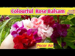 Pacar air berasal dari asia selatan dan asia tenggara, ada juga yang menyebutkan dari india. Aneka Warna Bunga Pacar Air Tumpuk Colourful Rose Balsam Impatiens Balsamina L Youtube