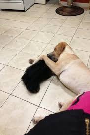 Paradise pet salon for ipad, iphone, android, mac & pc! Paradise Pet Salon Chicago For Android Apk Download