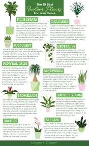 Indoor plant low light clean air. 10 Best Indoor Plants For Your Home Calloway S Nursery