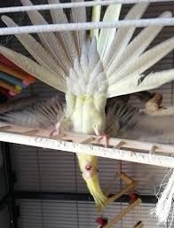 Choosing A Cockatiel | Petplace.Com
