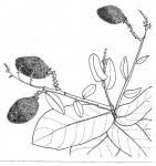 Image result for Magnistipula