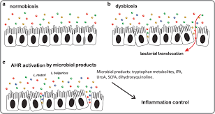 Maybe you would like to learn more about one of these? The Aryl Hydrocarbon Receptor Ahr As A Potential Target For The Control Of Intestinal Inflammation Insights From An Immune And Bacteria Sensor Receptor Springerlink