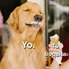 Quien Mas Esta Enamorado Memes Memesenespanol Meme Momos Momoland Momo Amor Perros Perritosfeli Amor Animales Frases Frases Perronas Memes De Pareja