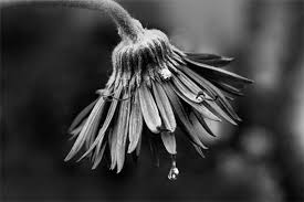 Black And White Photos Of Flowers Macro Flower Photography Tips Macro Photography Flowers Flowers Photography Macro Flower