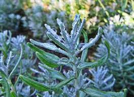 Place your container grown lavender plants somewhere they receive full sun (at least 8 hours per day) and water them sparingly. How Often Should You Water Lavender Plants Gardener Report