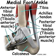 Tendons connect muscles to bones. Ankle Anatomy Be In Motion Physiotherapy