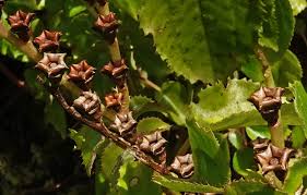 Image result for Calvoa orientalis