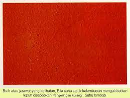 Cat undercoat kereta jadi kasar lepas cat. Cat Undercoat Kereta Jadi Kasar Lepas Cat