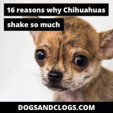 16 Reasons Why Chihuahuas Shake Shiver Tremble So Much Dogsandclogs