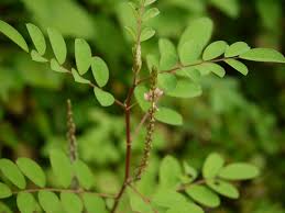 Image result for Indigofera astragalina