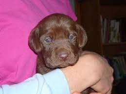 Labrador retriever el paso, hi, we have 8 lab puppies for sale, moving shortly and wish these cute puppies to go to a new family, more info please respond via text : Labrador Retriever Puppies In Tennessee