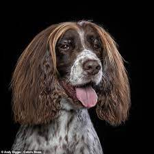 Beauty and lifestyle vlogger eltoria introduces us to her pampered princess, brooke! Springer Spaniel Has Natural Highlights Peppering His Mane Daily Mail Online