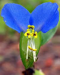 Image result for Commelina nigritana