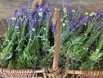 Relaxation Remedies: Lavender Workshop