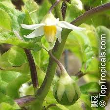 Image result for Solanum aculeatissimum